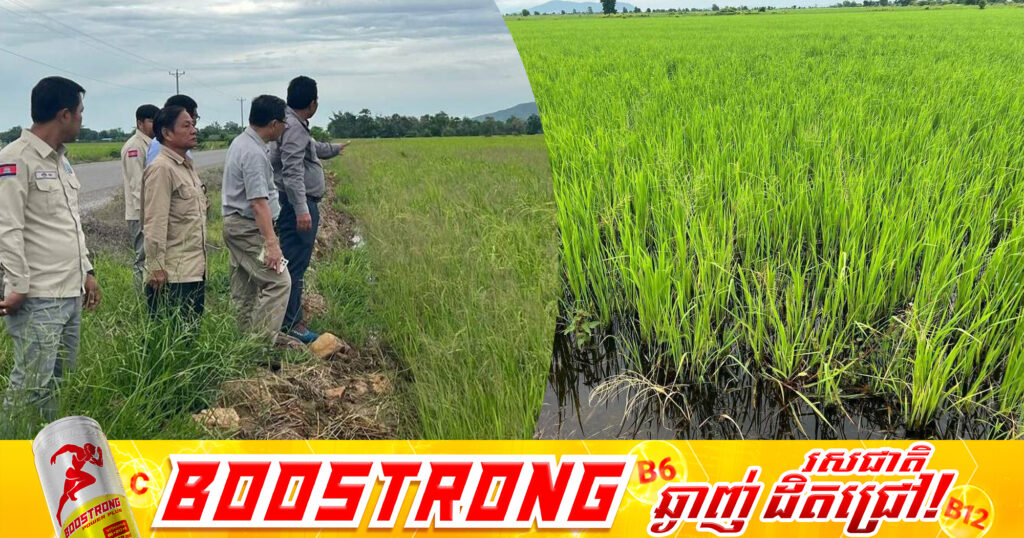 ស្រូវរងផលប៉ះពាល់នៅខេត្តបាត់ដំបង និងខេត្តពោធិ៍សាត់ បានស្តារឡើងវិញក្រោយពីក្រសួងស្ថាប័ន និងអាជ្ញាធរពាក់ព័ន្ធអន្តរាគមន៍បូមទឹកសង្គ្រោះ