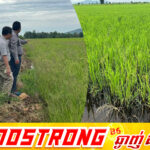 ស្រូវរងផលប៉ះពាល់នៅខេត្តបាត់ដំបង និងខេត្តពោធិ៍សាត់ បានស្តារឡើងវិញក្រោយពីក្រសួងស្ថាប័ន និងអាជ្ញាធរពាក់ព័ន្ធអន្តរាគមន៍បូមទឹកសង្គ្រោះ